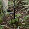 Gardenised 40-inch Lawn Aerator Spike - Soil Aerating Tool for Lawn Care, Yard and Garden Health - Perfect for Compact Soil, Grass Aeration, Lawn Revitalization with Comfortable Soft Sponge Grip